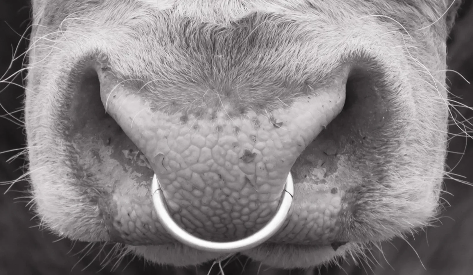 GPBS Bull with Nose Ring